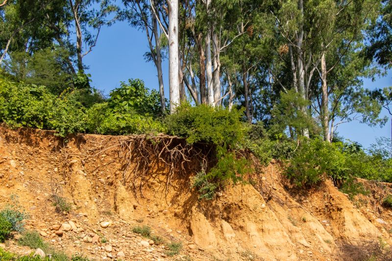 Vegetation and Erosion Control